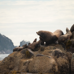 sealions