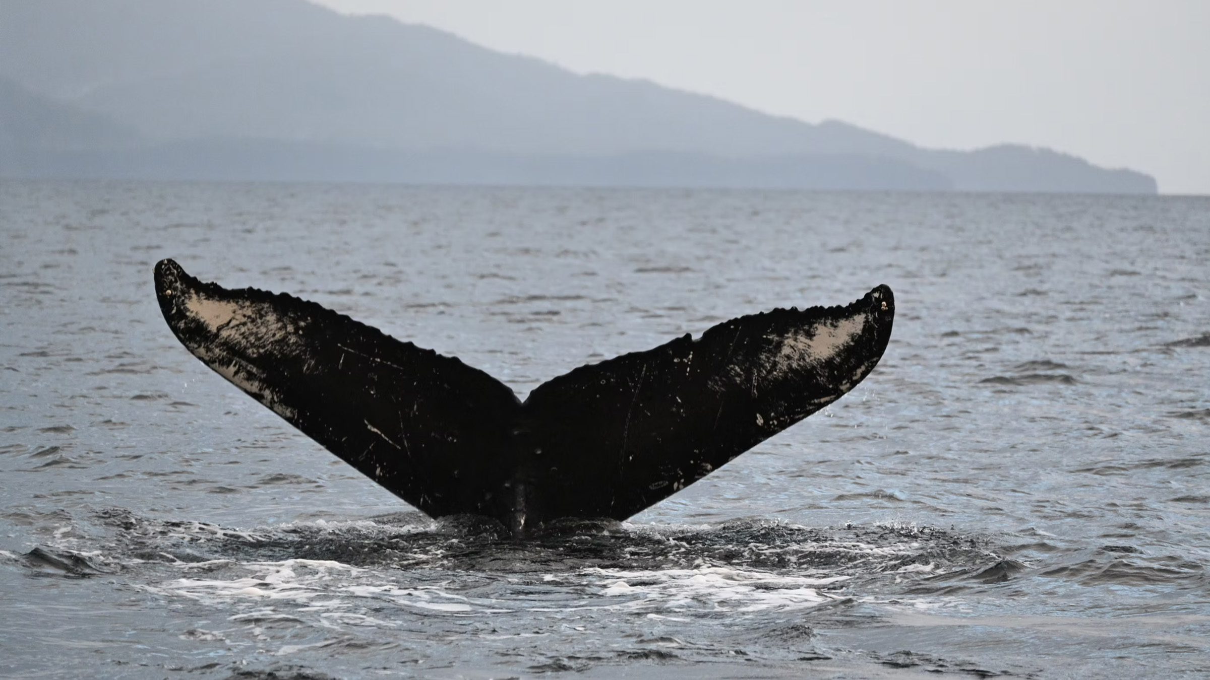 Sitka Whale Watching &amp Scenic Tours